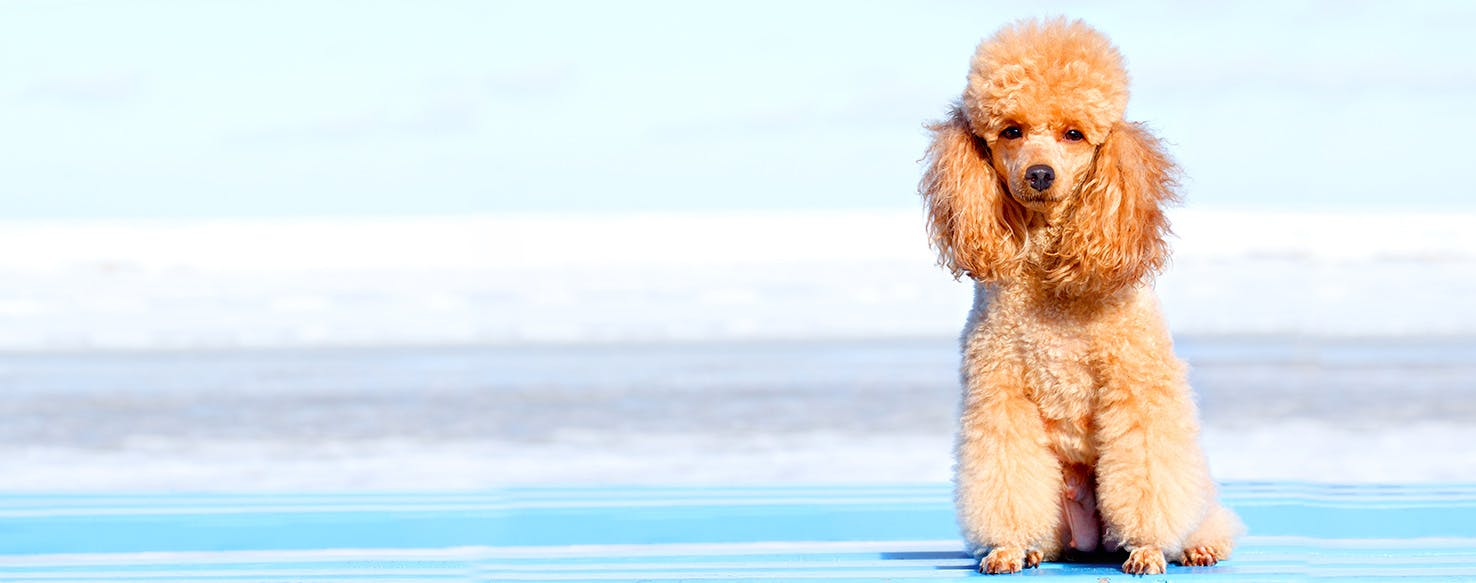 Poodle best sale dog names